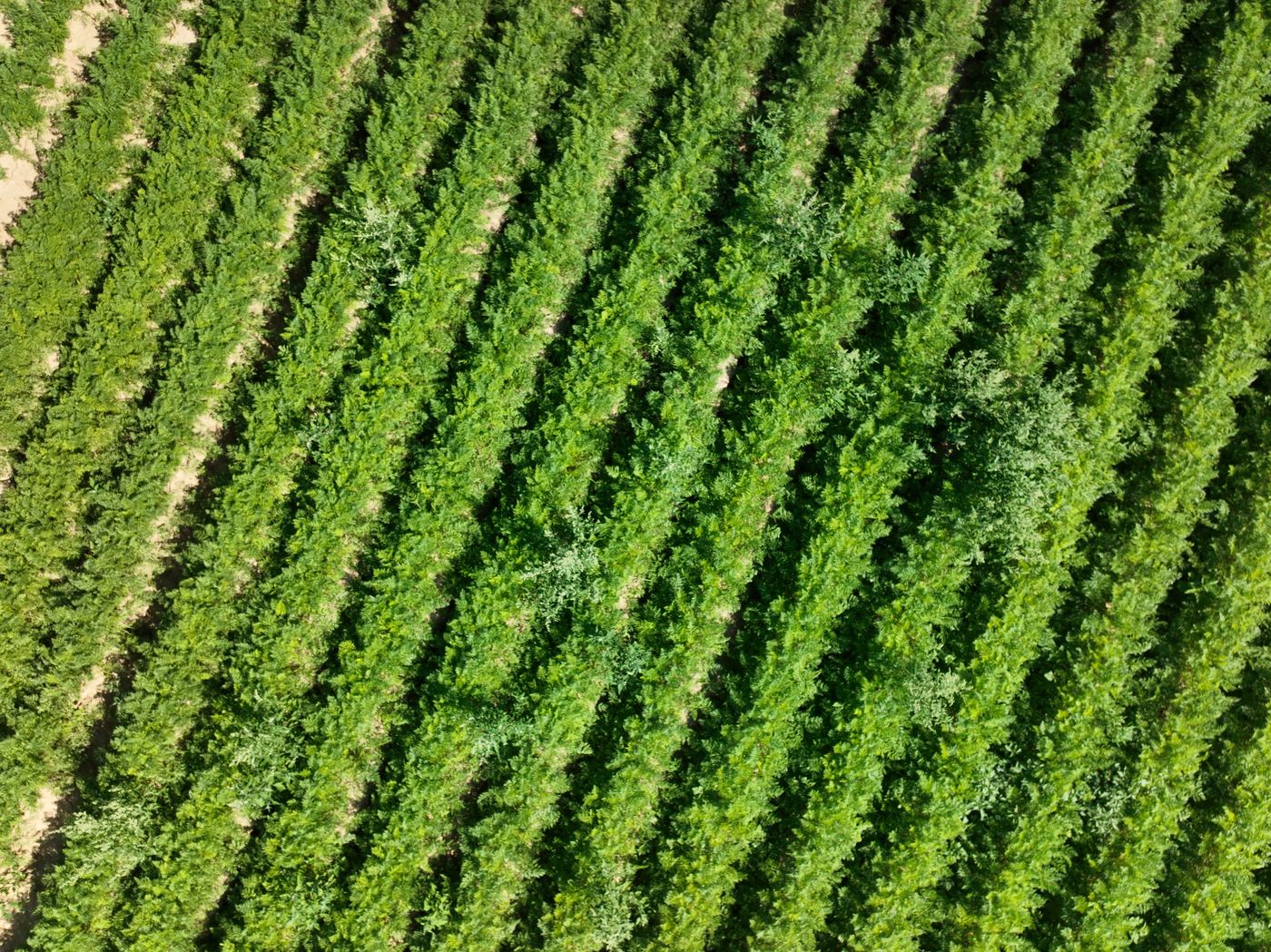 Wortelenperceel vanuit de lucht, zonder detectie