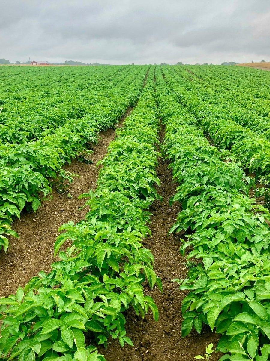 Aardappelen in de rij
